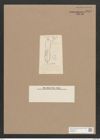 Navicula sp. (de-Toni-Nr.: Genus 1) Zeichnungen Sammlung Grunow Nr. 1658 (NHMW-BOT-W0368219)